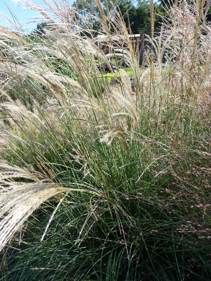 'Gracillimus' - Miscanthus sinensis from EC Browns Nursery