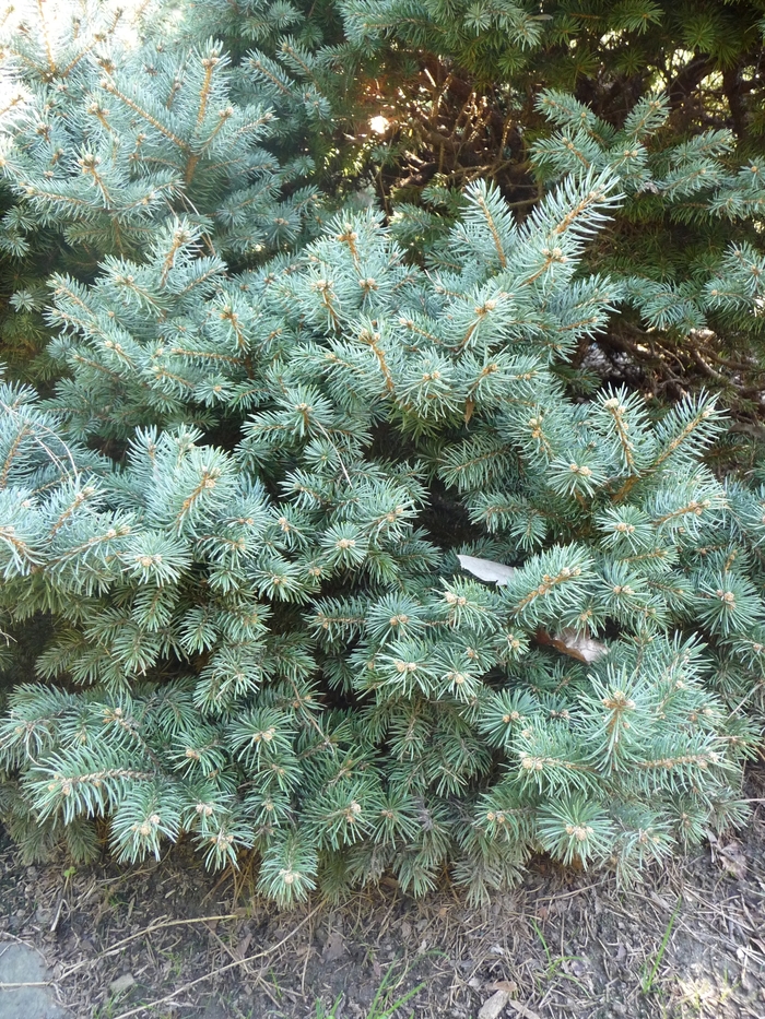 'Thuem' Colorado Spruce - Picea pungens from EC Browns Nursery