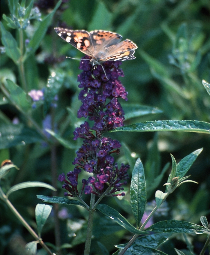 Butterfly Bush - Buddleia davidii 'Black Knight' from EC Browns Nursery