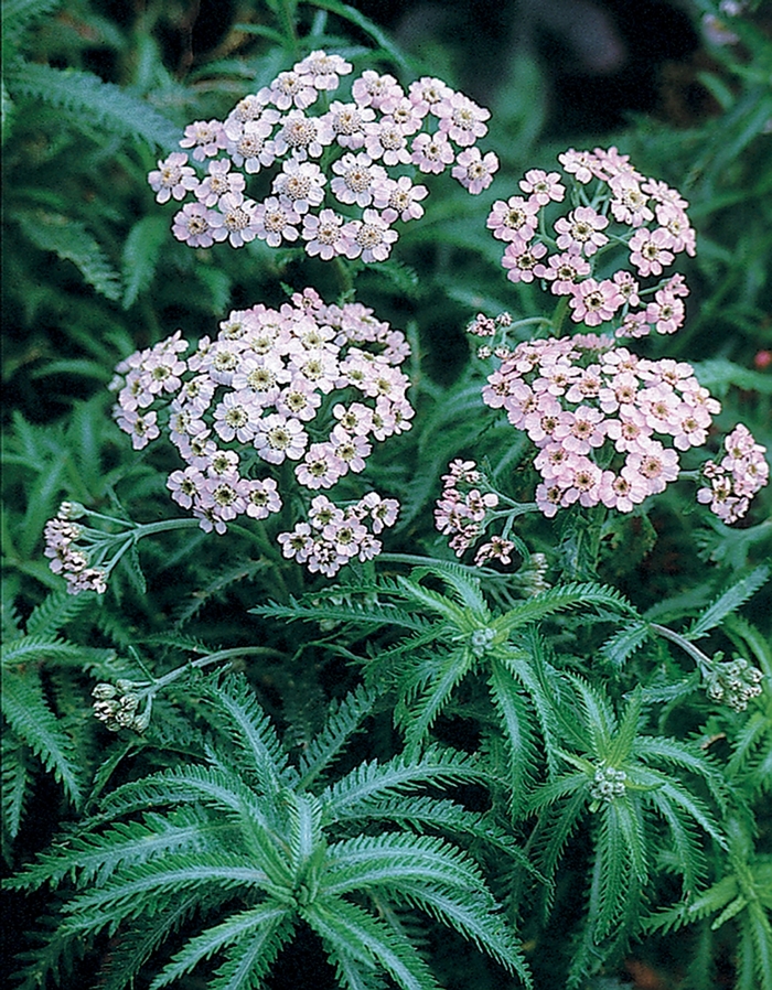 Yarrow - Achillea sibirica 'Love Parade' from EC Browns Nursery