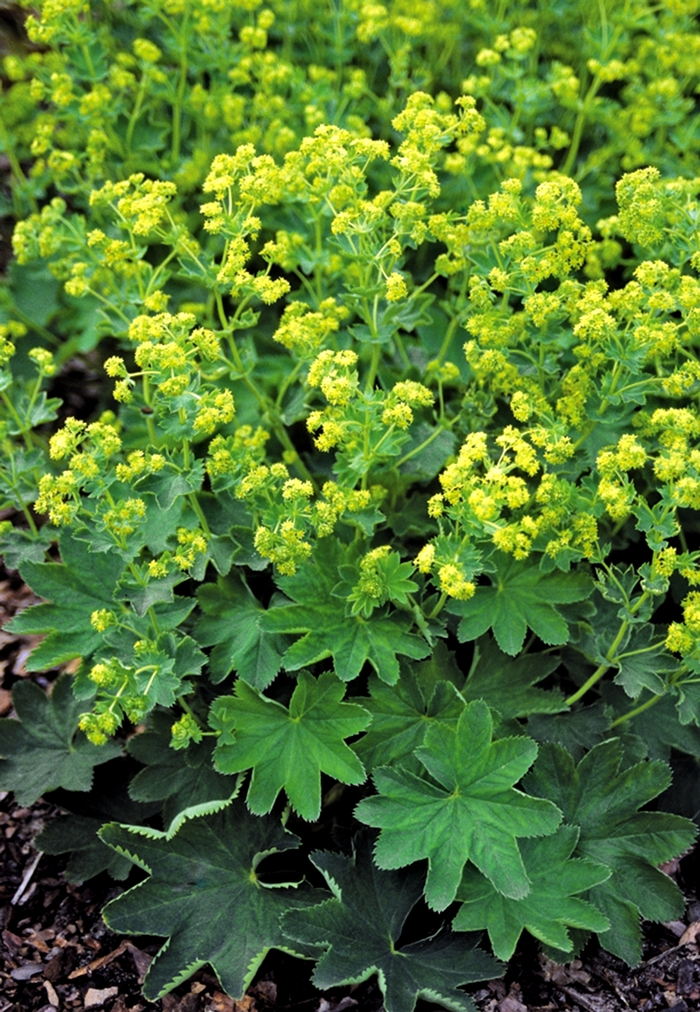 Lady's Mantle - Alchemilla sericata 'Gold Strike' from EC Browns Nursery