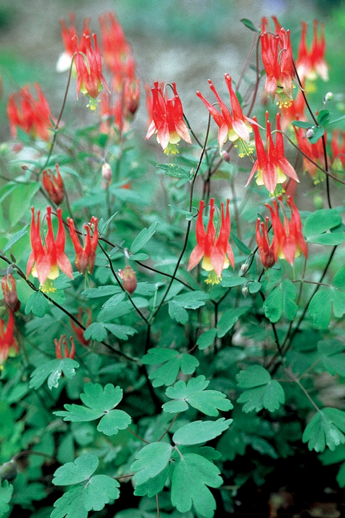 Columbine - Aquilegia canadensis 'Little Lanterns' from EC Browns Nursery