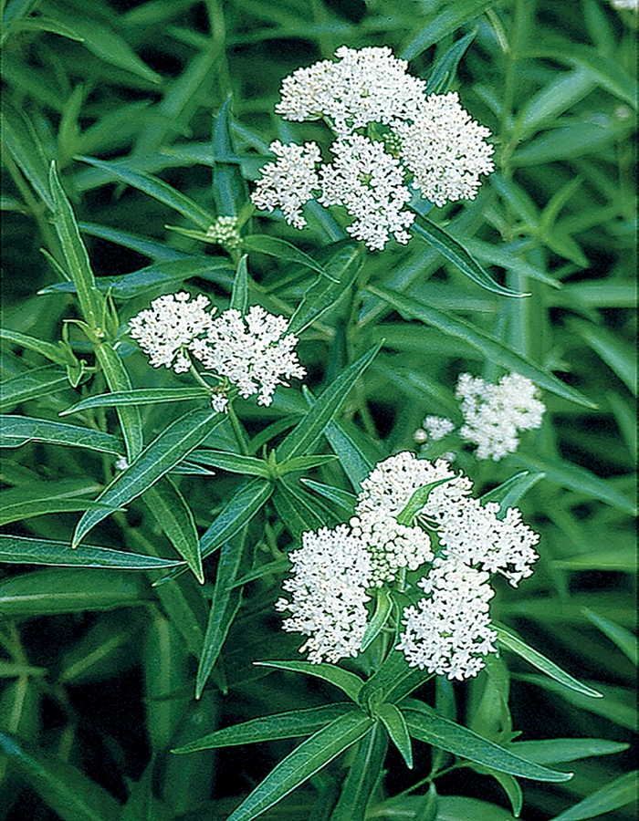 Ice Ballet Milkweed - Asclepias incarnata 'Ice Ballet' from EC Browns Nursery