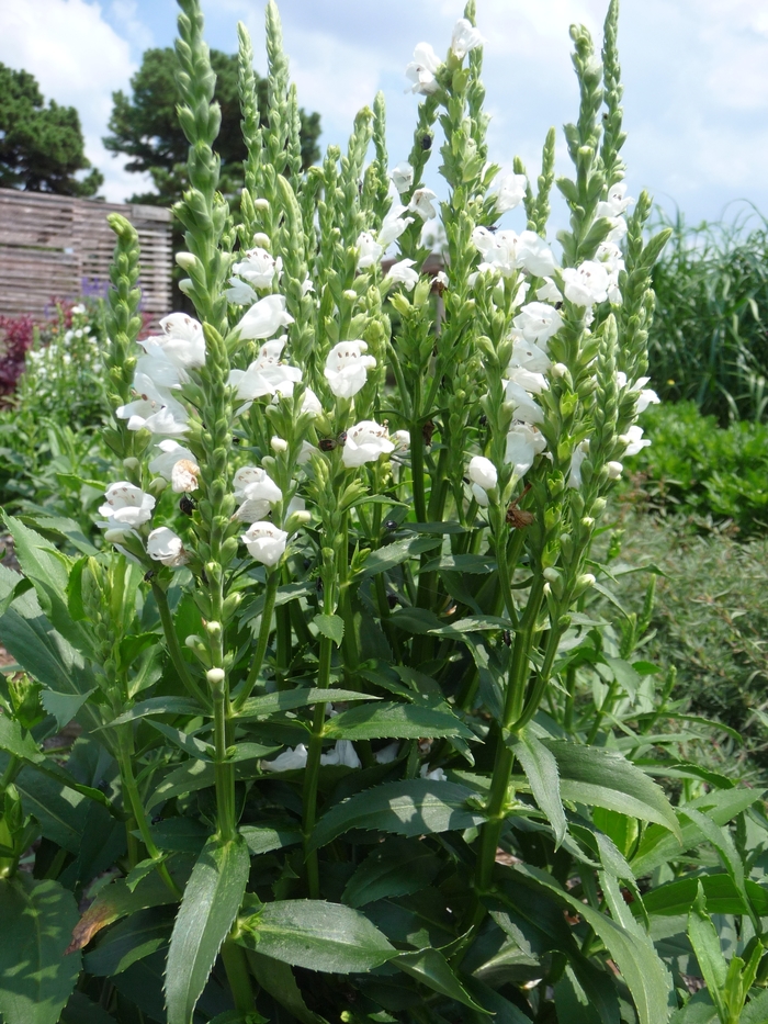 'Crystal Peak White' - Physostegia virginiana from EC Browns Nursery