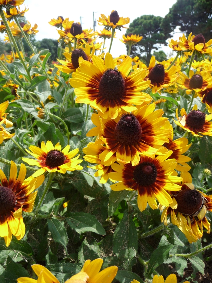 Denver Daisy&trade; - Rudbeckia hirta from EC Browns Nursery