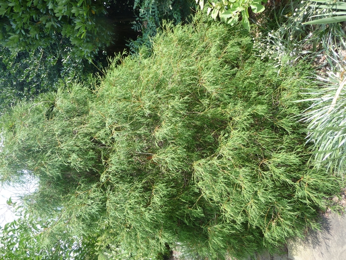  'Filiformis' - Thuja occidentalis from EC Browns Nursery