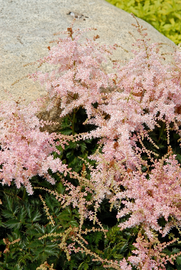 False Spirea - Astilbe simplicifolia 'Pink Lightning' from EC Browns Nursery