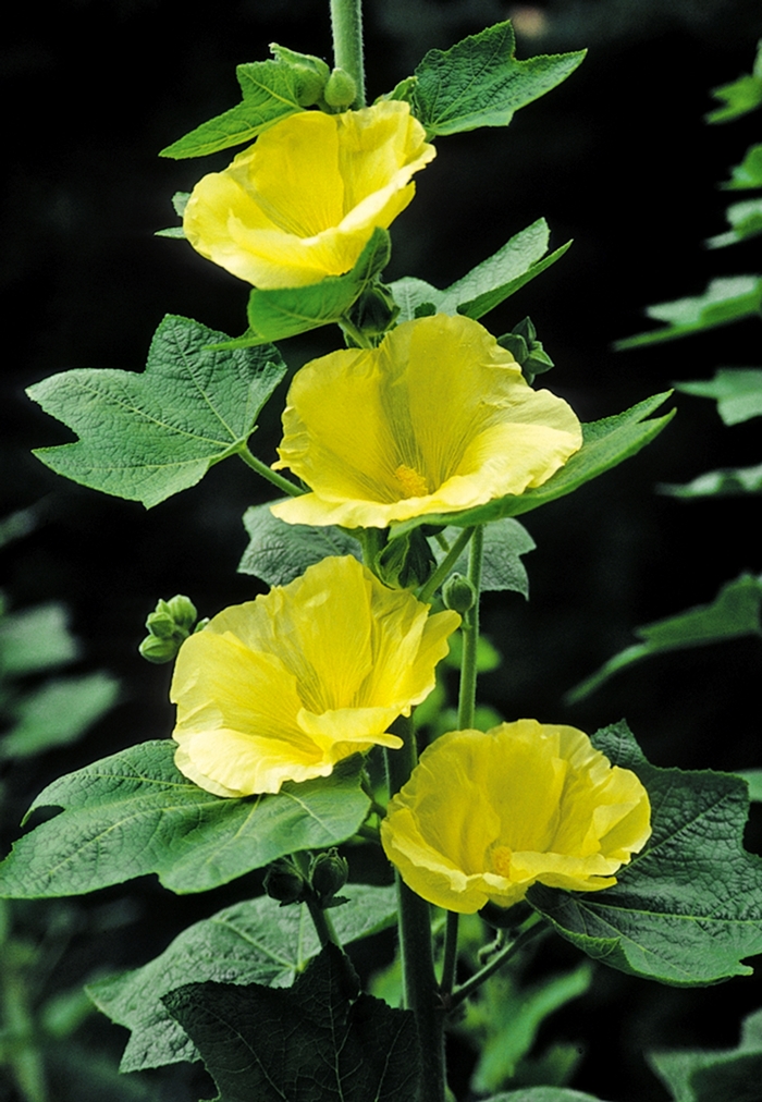 Yellow Hollyhock - Alcea rosea 'Spotlight Sunshine' from EC Browns Nursery