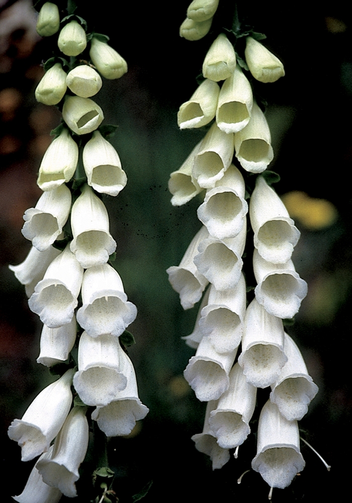 Foxglove - Digitalis purpurea 'Snow Thimble' from EC Browns Nursery