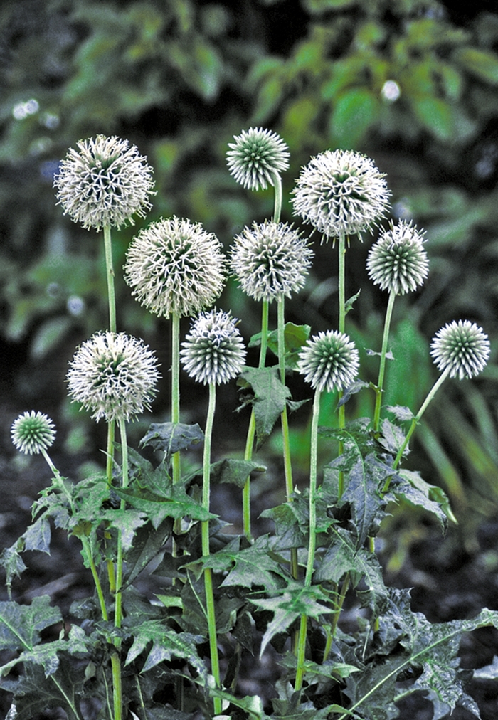 Globe Thistle - Echinops bannaticus 'Star Frost' from EC Browns Nursery