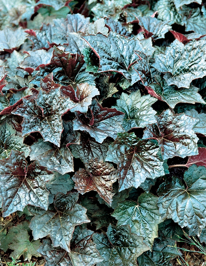 Coral Bells - Heuchera americana 'Palace Purple' from EC Browns Nursery