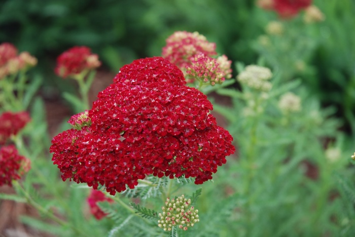 Tutti Frutti&trade; Pomegranate - Achillea millefolium 'Pomegranate' (Yarrow) from EC Browns Nursery