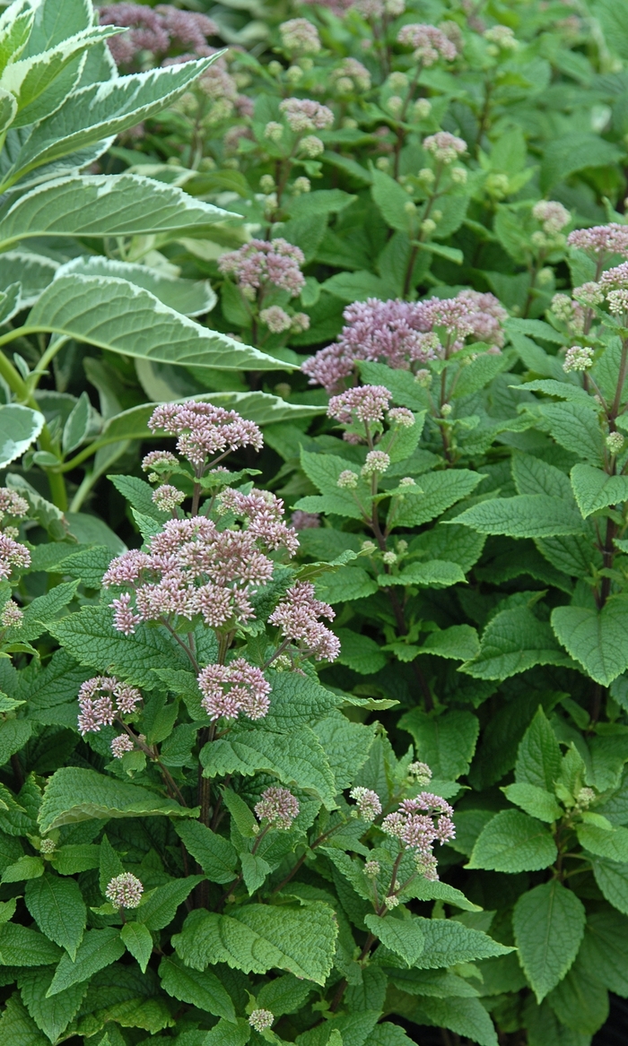 Joe Pye Weed - Eupatorium dubium 'Little Joe' from EC Browns Nursery