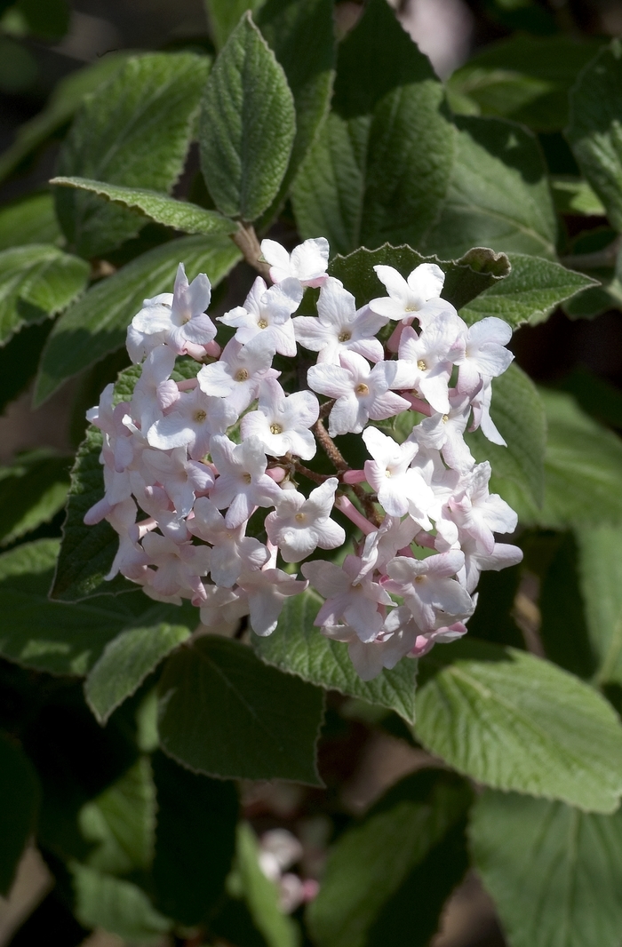 Cayuga Korean Spice Viburnum - Viburnum carlesii 'Cayuga' from EC Browns Nursery