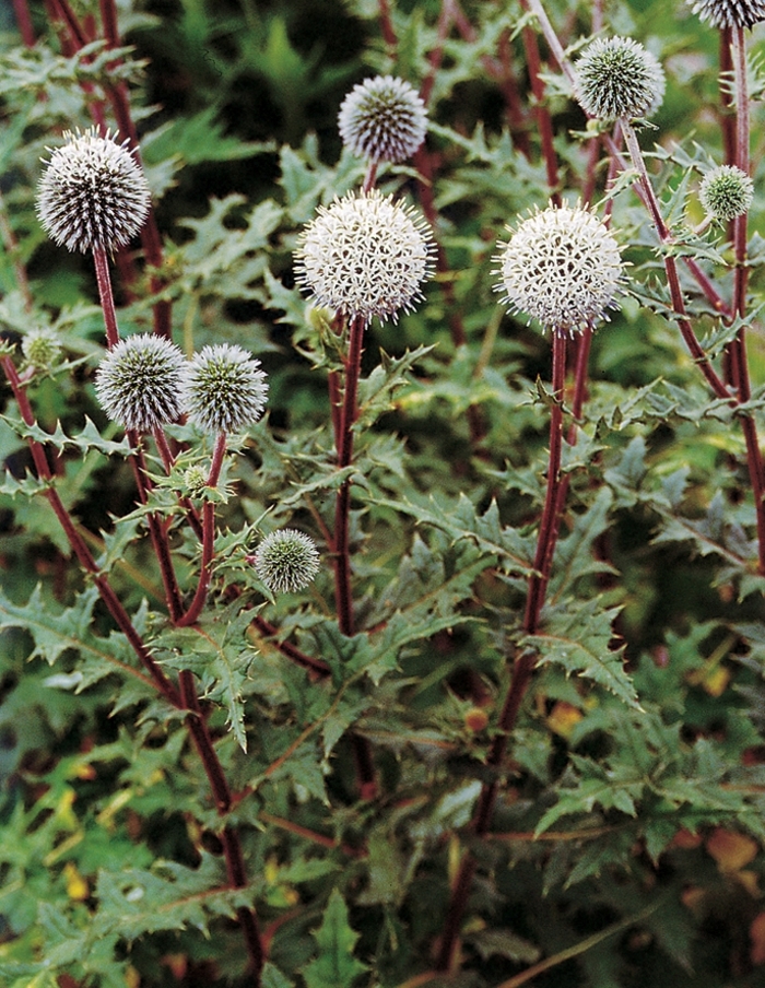 Globe Thistle - Echinops sphaerocephalus 'Arctic Glow' from EC Browns Nursery