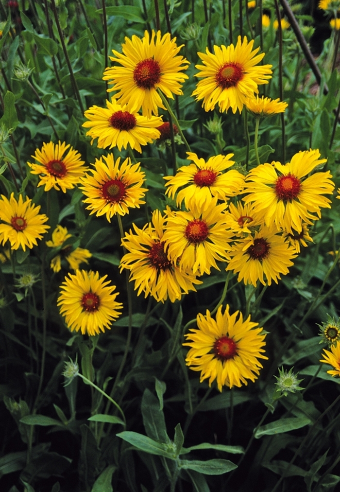 Amber Wheels Blanket Flower - Gaillardia aristata 'Amber Wheels' from EC Browns Nursery