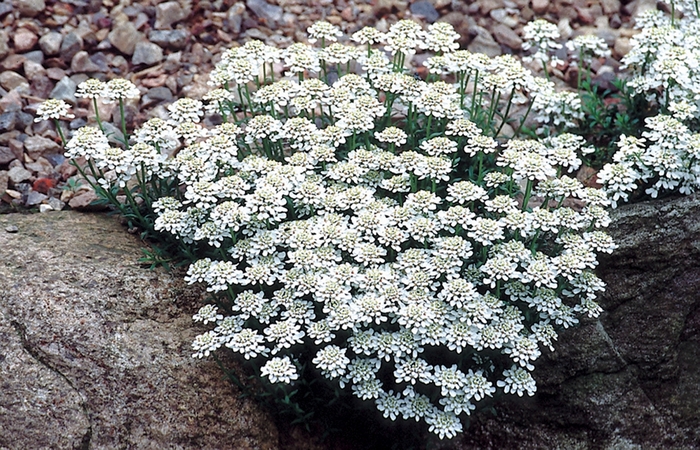 Snow Cushion Iberis - Iberis sempervirens 'Snow Cushion' from EC Browns Nursery