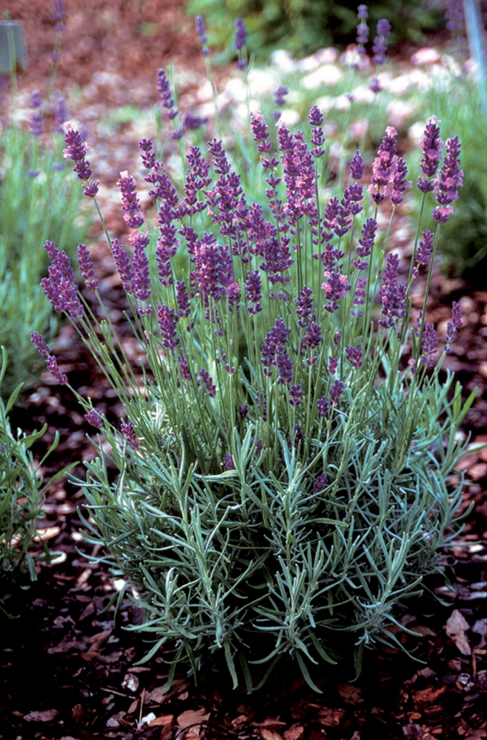 English Lavender - Lavandula angustifolia 'Hidcote Superior' from EC Browns Nursery