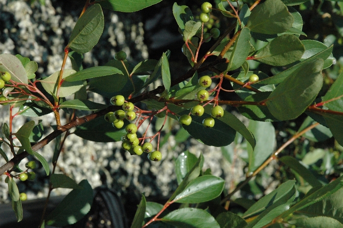Black Chokeberry - Aronia melanocarpa 'Autumn Magic' from EC Browns Nursery