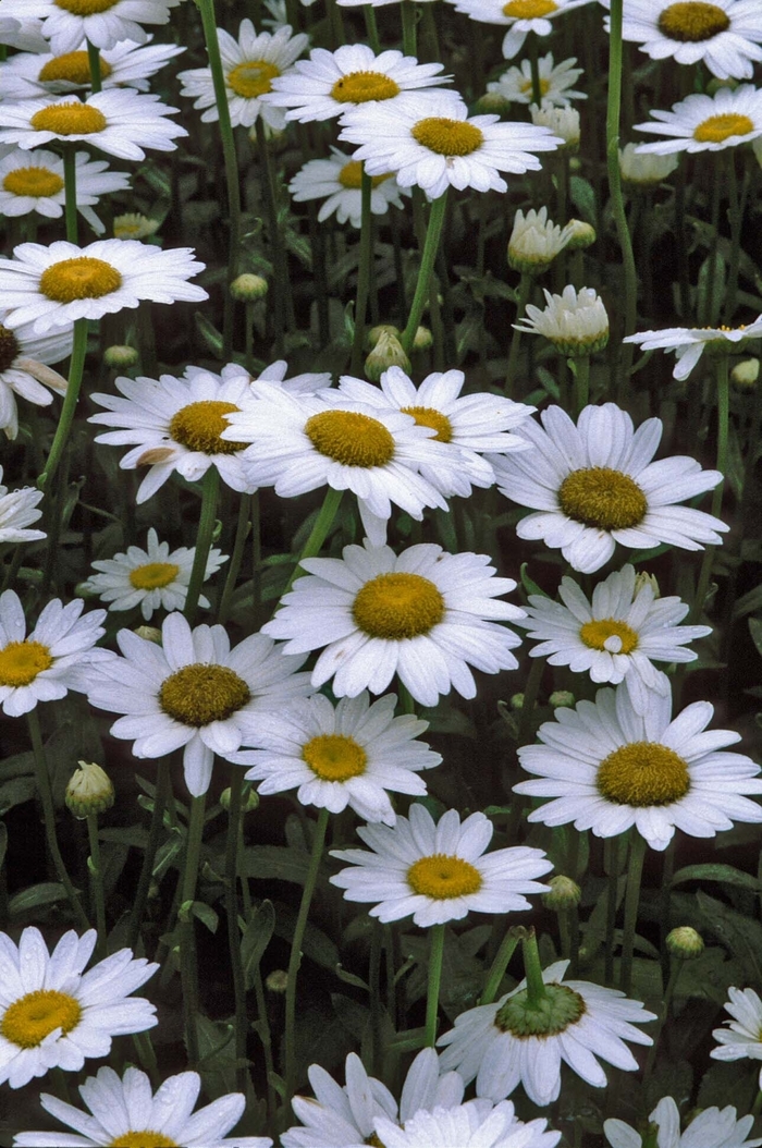 Becky Shasta Daisy - Leucanthemum x superbum 'Becky' (Shasta Daisy) from EC Browns Nursery