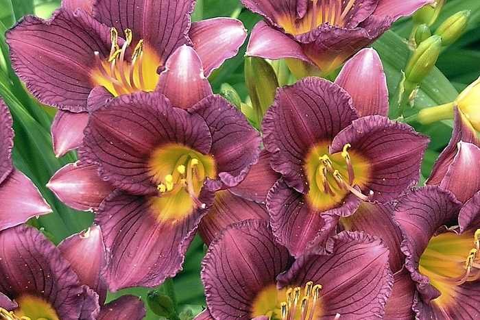 Daylily - Hemerocallis 'Purple de Oro' from EC Browns Nursery