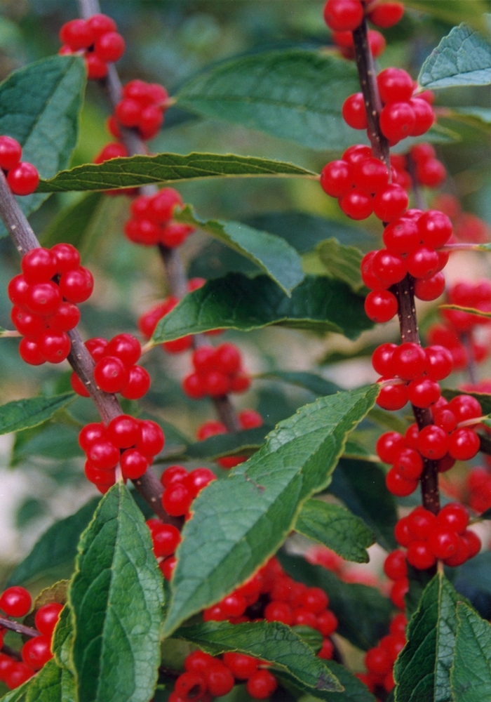 Winter Red Winterberry - Ilex verticillata 'Winter Red' from EC Browns Nursery