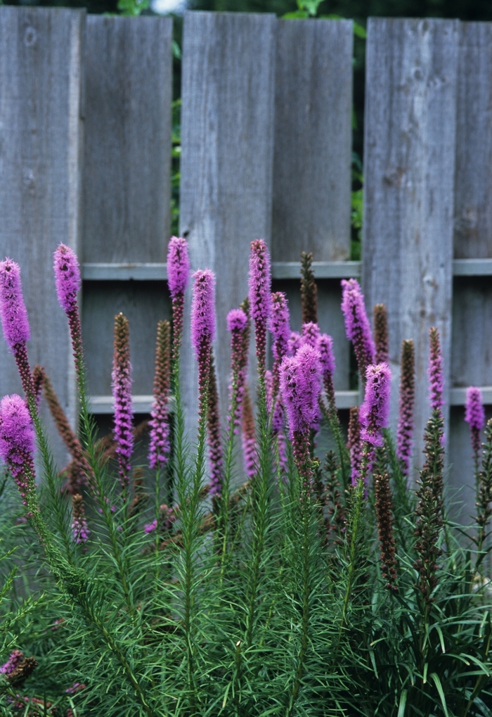 Blazing Star - Liatris spicata ''Kobold'' from EC Browns Nursery