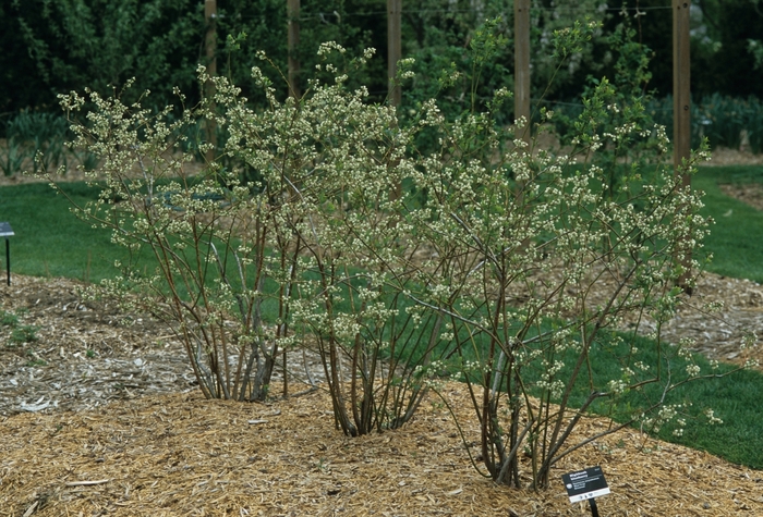 Bluecrop Northern Highbush Blueberry - Vaccinium 'Bluecrop' from EC Browns Nursery
