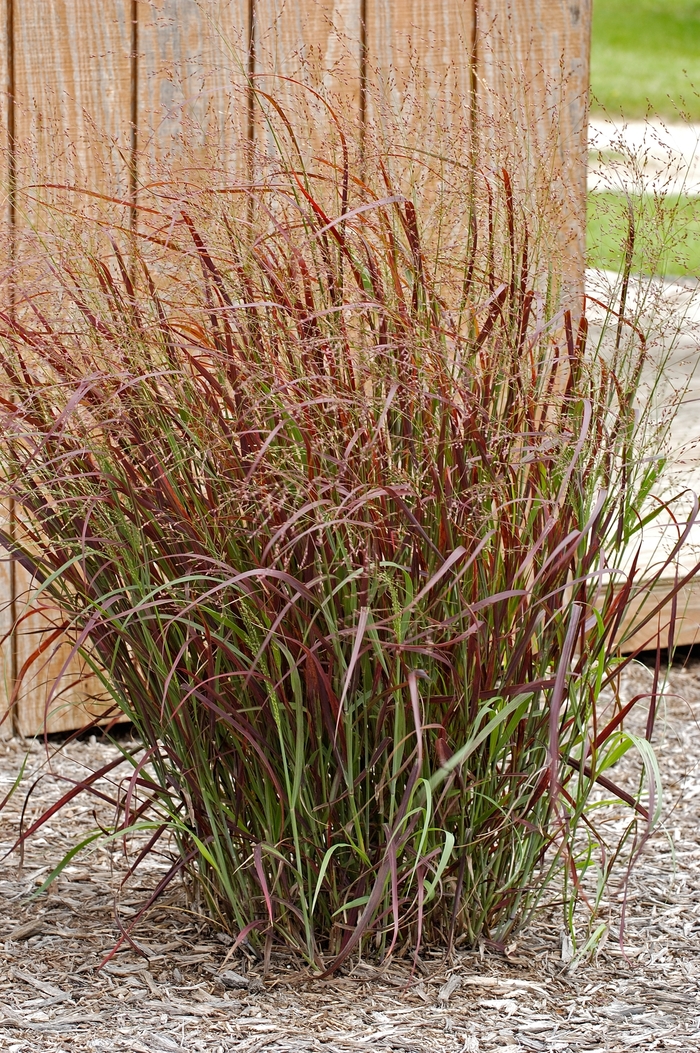 Red Switch Grass - Panicum virgatum 'Hot Rod' from EC Browns Nursery