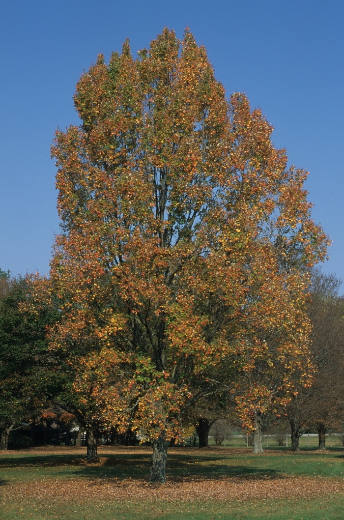 Armstrong II Maple - Acer rubrum 'Armstrong II' from EC Browns Nursery