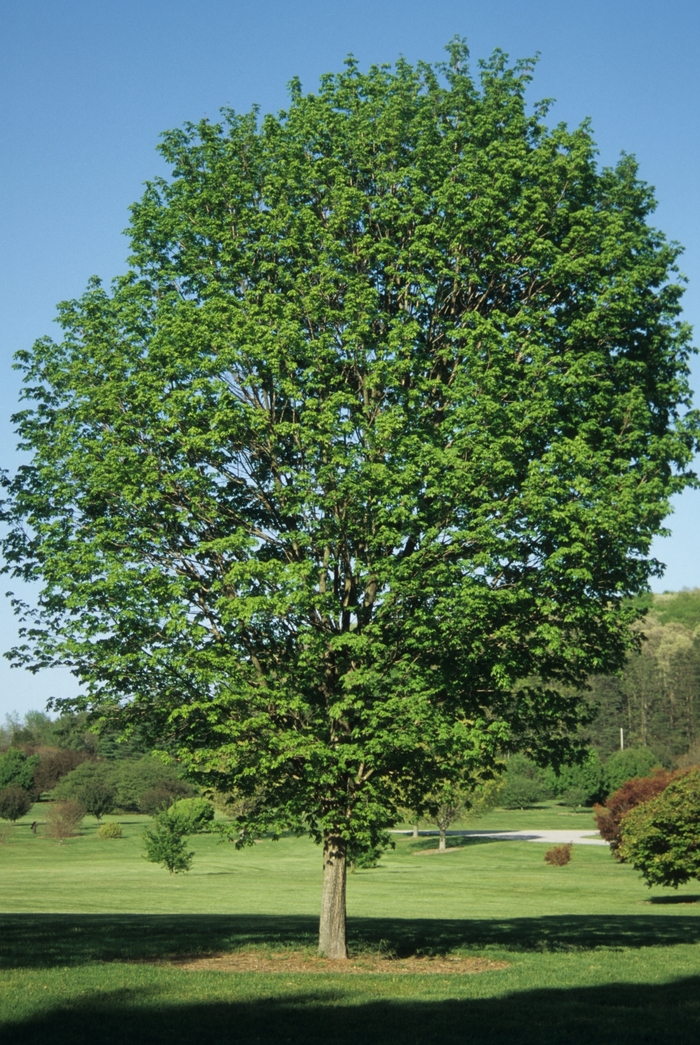 Commemoration&reg; Sugar Maple - Acer saccharum 'Commemoration&reg;' from EC Browns Nursery