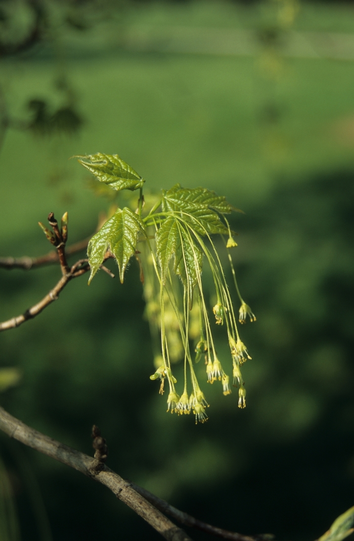 Green Mountain Sugar Maple - Acer saccharum 'Green Mountain' from EC Browns Nursery