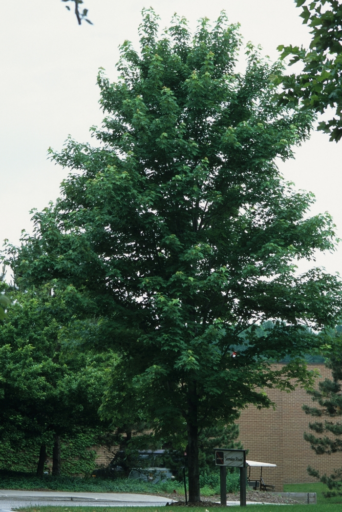 Celebration&reg; Maple - Acer x freemanii 'Celzam' from EC Browns Nursery
