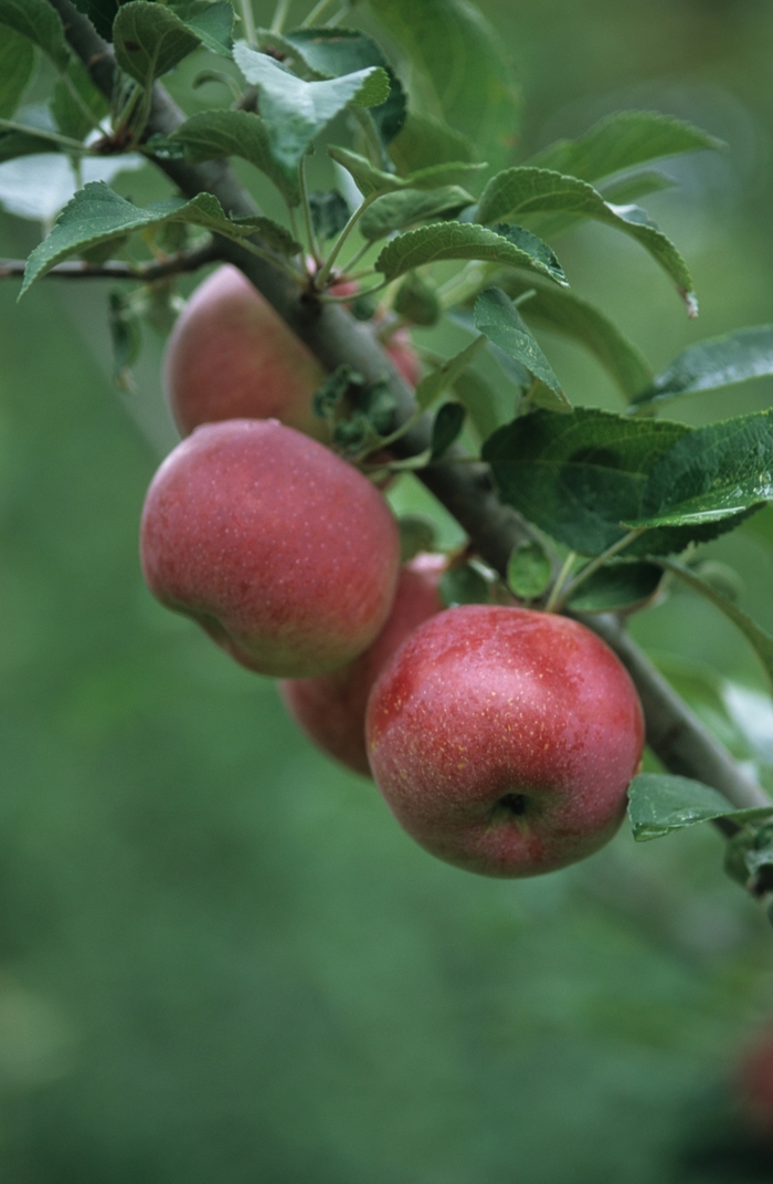 Red Apple - Malus domestica from EC Browns Nursery