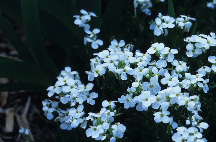 Rock Cress - Arabis caucasica from EC Browns Nursery