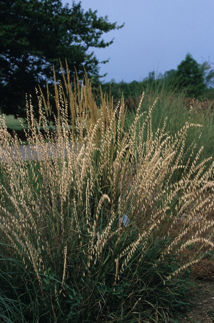 Side oats gramma - Bouteloua curtipendula from EC Browns Nursery