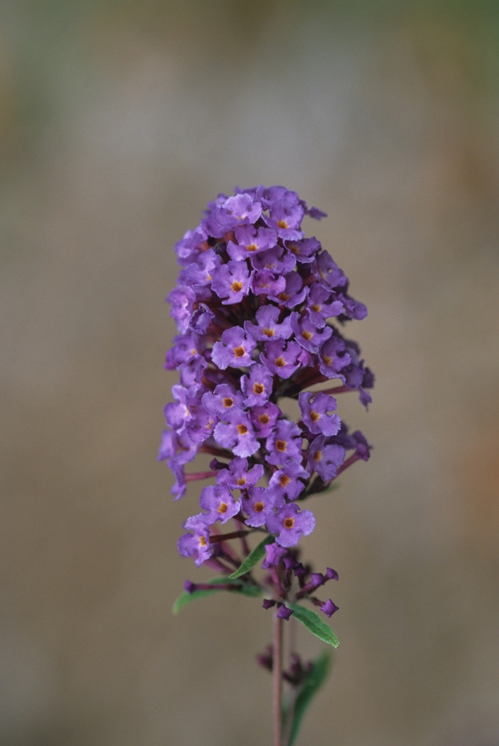 Nanho Blue Butterfly Bush - Buddleia davidii 'Nanho Blue' from EC Browns Nursery