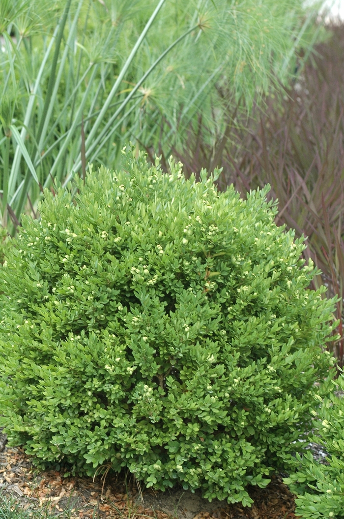 Chicagoland Green&reg; Boxwood - Buxus x 'Glencoe' from EC Browns Nursery