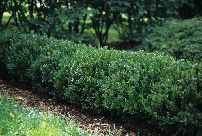 Northern Charm&trade; Boxwood - Buxus x 'Wilson' from EC Browns Nursery