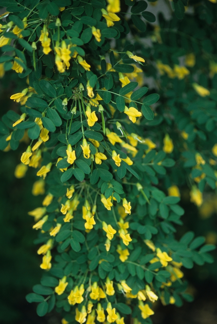 Weeping peashrub - Caragana arborescens 'Pendula' from EC Browns Nursery