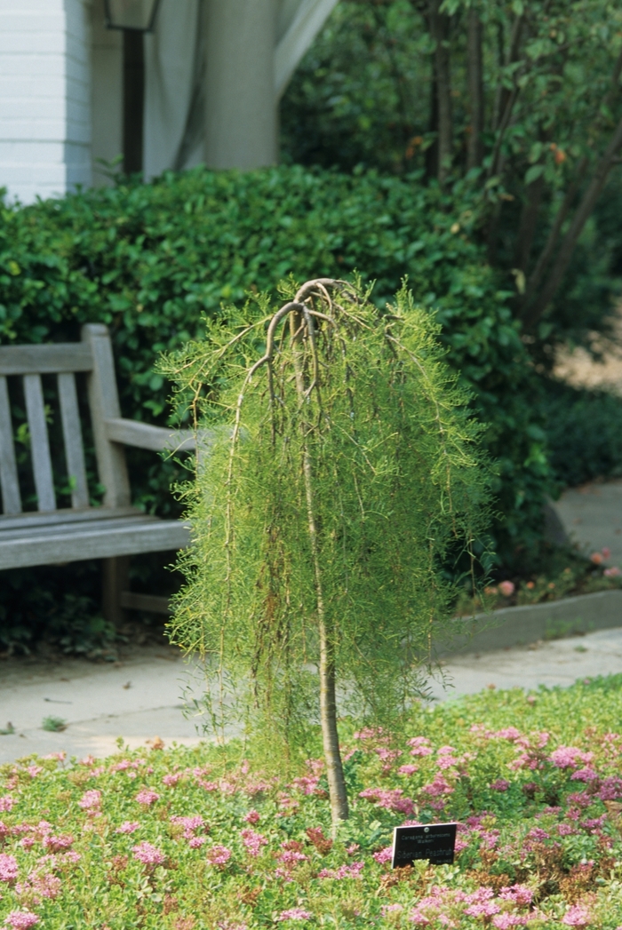 Walker Weeping Peashrub - Caragana arborescens pendula 'Walker' from EC Browns Nursery