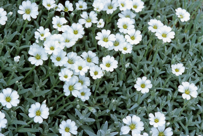 Snow-in-Summer - Cerastium tomentosum from EC Browns Nursery