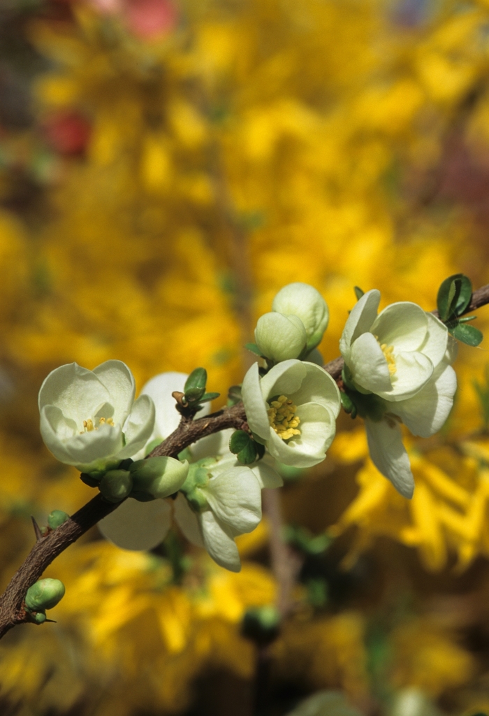 White Flowering Quince - Chaenomeles x superba 'Jet Trail' from EC Browns Nursery