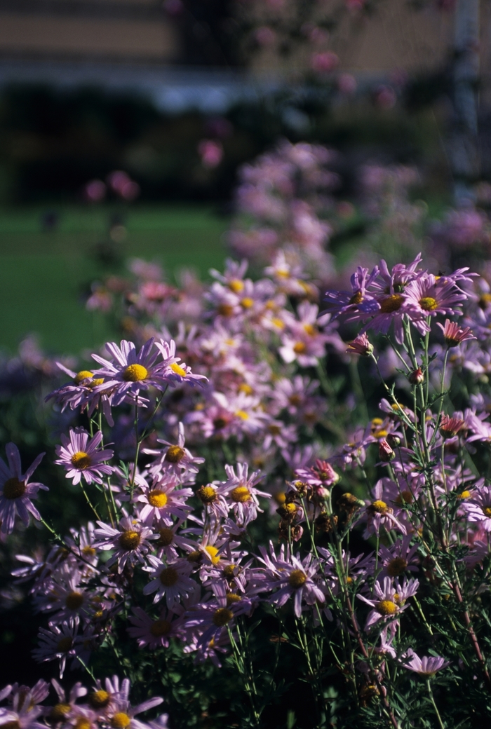 'Clara Curtis' Clara Curtis Mum - Chrysanthemum x rubellum from EC Browns Nursery