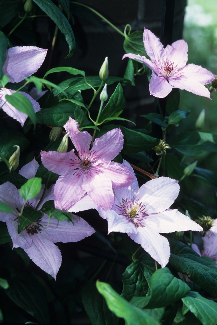 Hagley Hybrid Clematis - Clematis 'Hagley Hybrid ('Pink Chiffon')' from EC Browns Nursery