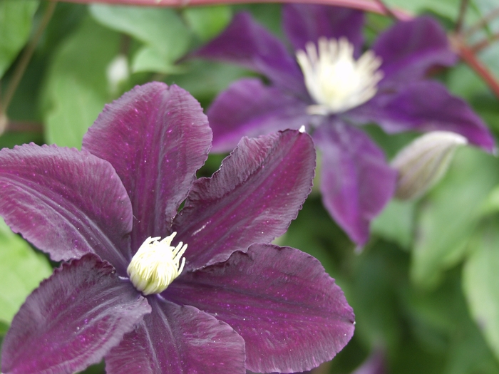 Warsaw Nike Clematis - Clematis 'Warsaw Nike' from EC Browns Nursery