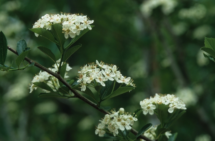 Thornless Hawthorn - Crataegus crusgalli var. inermis from EC Browns Nursery