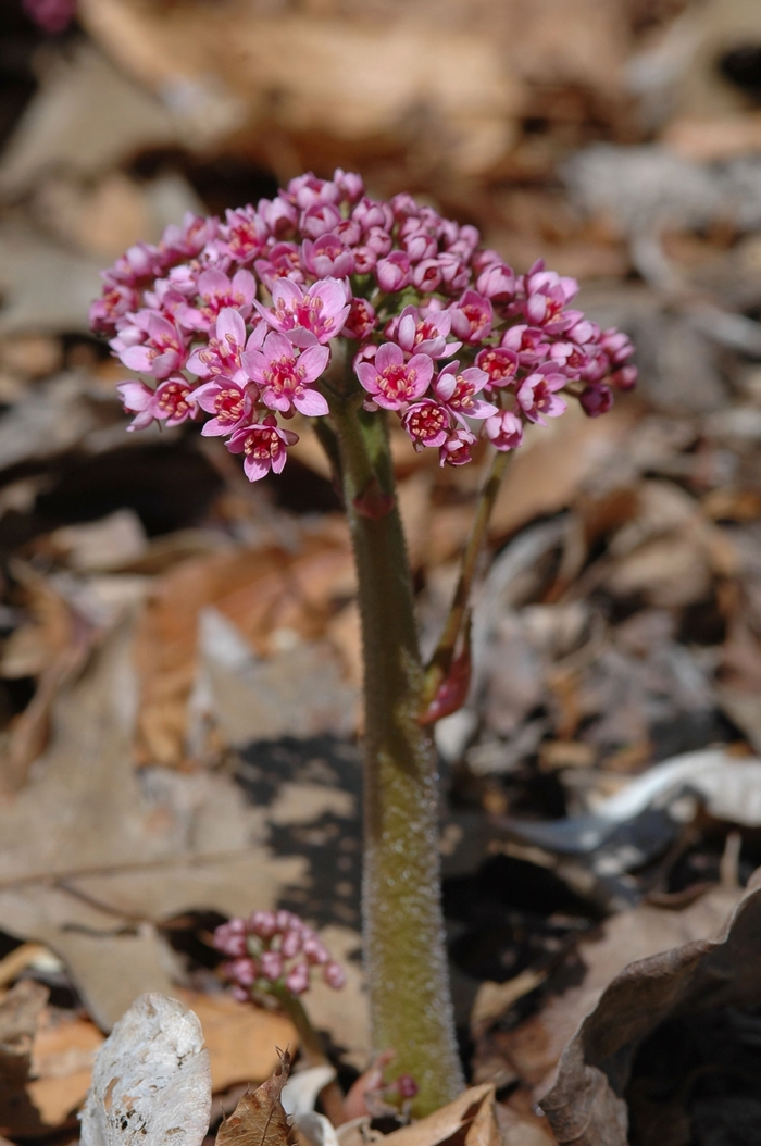 Umbrella Plant - Darmera peltata from EC Browns Nursery