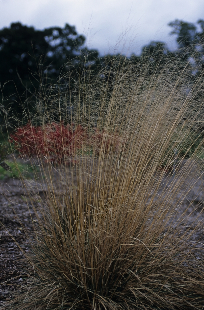 Scotland Tufted Hair Grass - Deschampsia caespitosa 'Schottland' from EC Browns Nursery