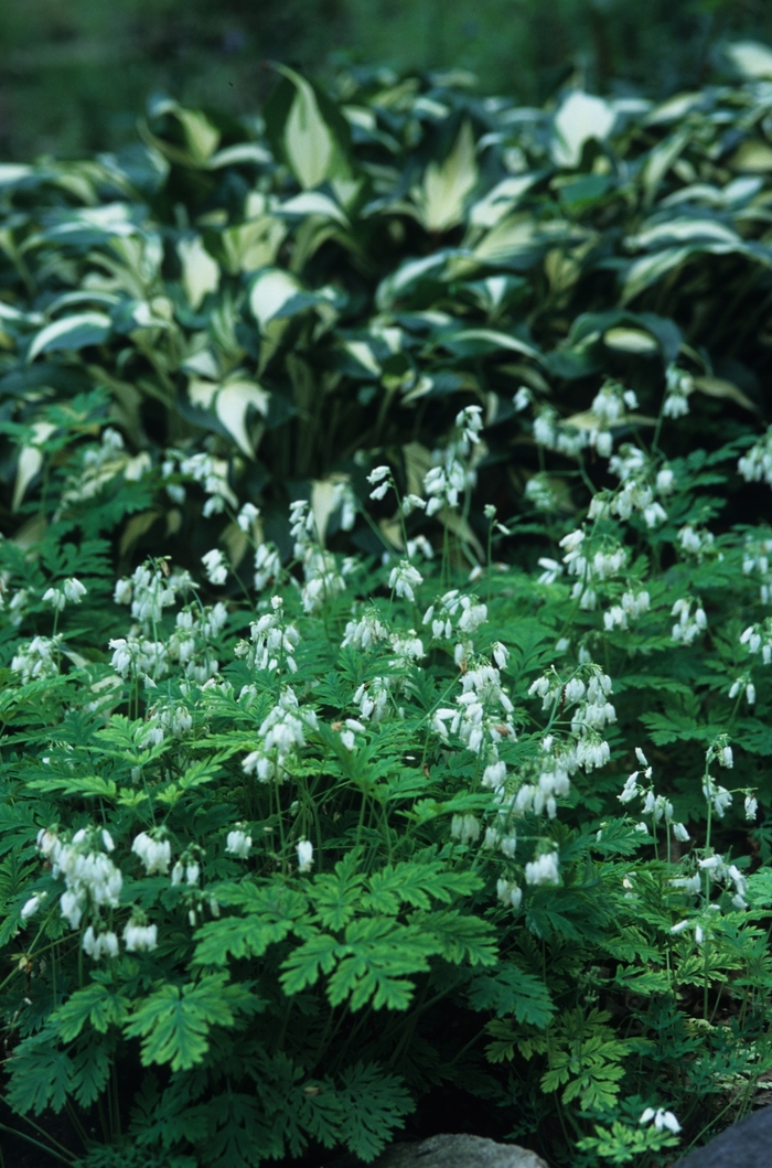 White Snowdrift Bleeding Heart - Dicentra eximia from EC Browns Nursery